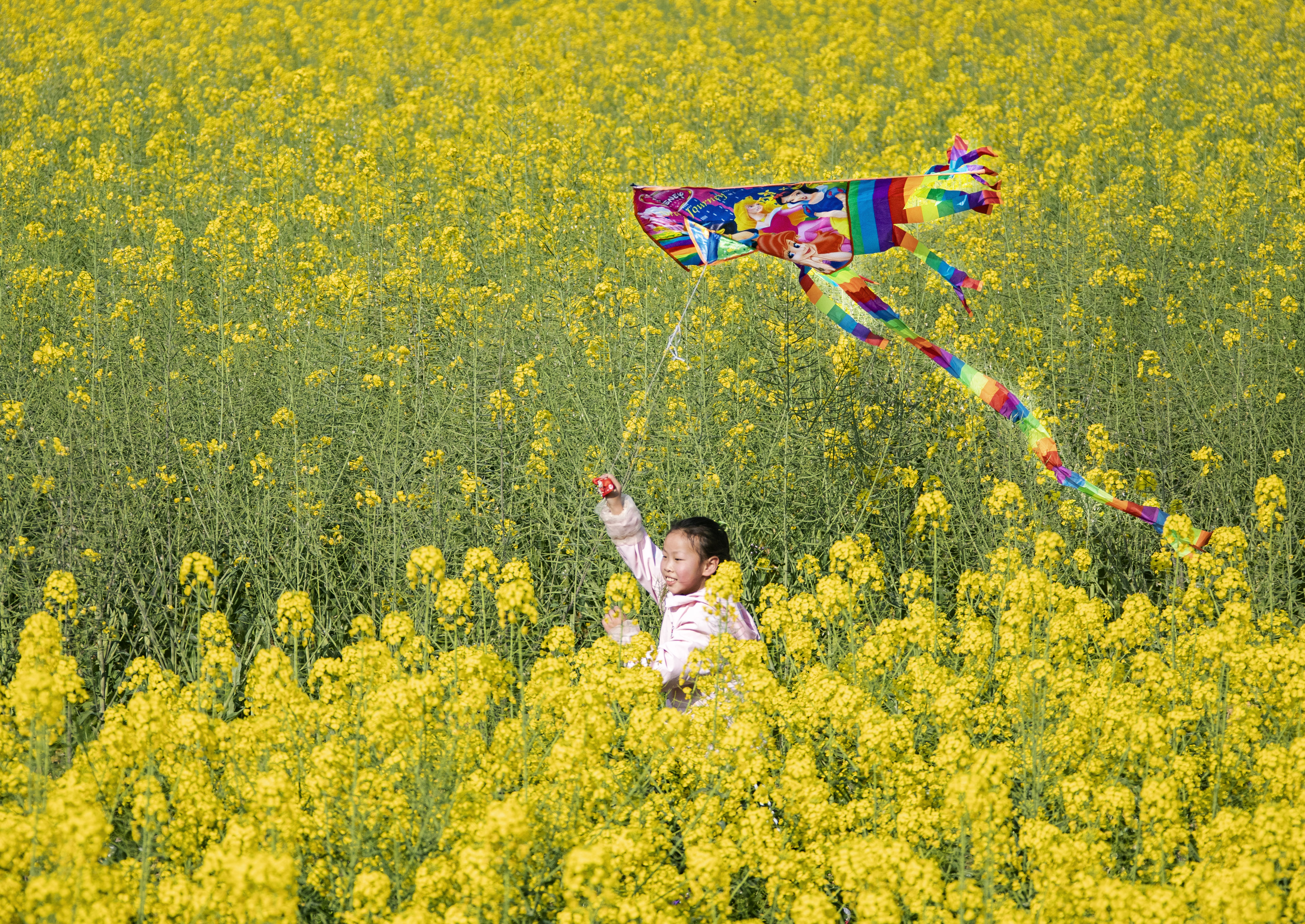 花海欢歌